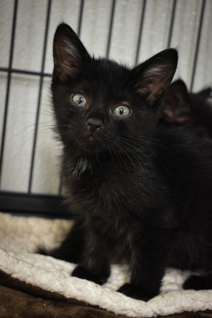 Uncle Arthur, an adoptable Domestic Short Hair in Rock Springs, WY, 82901 | Photo Image 1