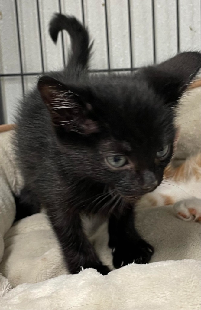 Uncle Arthur, an adoptable Domestic Short Hair in Rock Springs, WY, 82901 | Photo Image 2