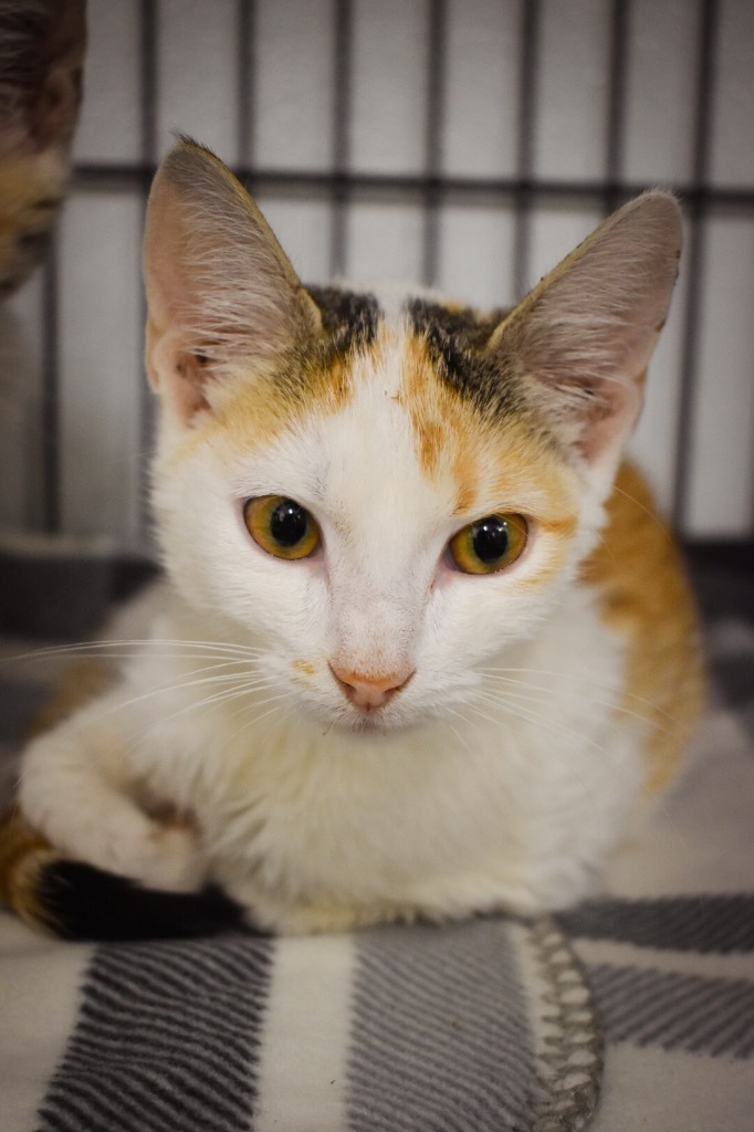 Aunt Clar, an adoptable Domestic Short Hair in Rock Springs, WY, 82901 | Photo Image 1