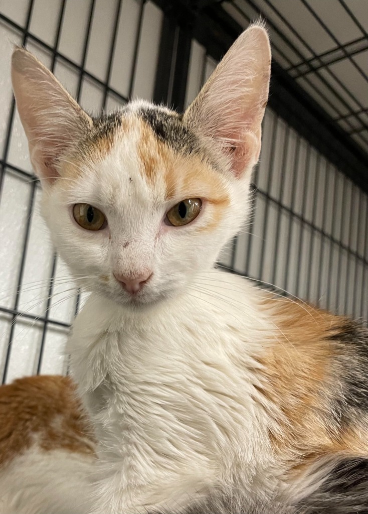 Aunt Clar, an adoptable Domestic Short Hair in Rock Springs, WY, 82901 | Photo Image 2