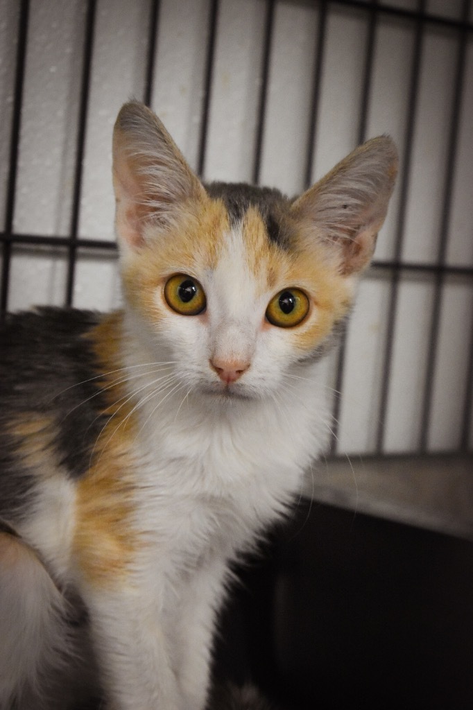 Samantha, an adoptable Domestic Short Hair in Rock Springs, WY, 82901 | Photo Image 1