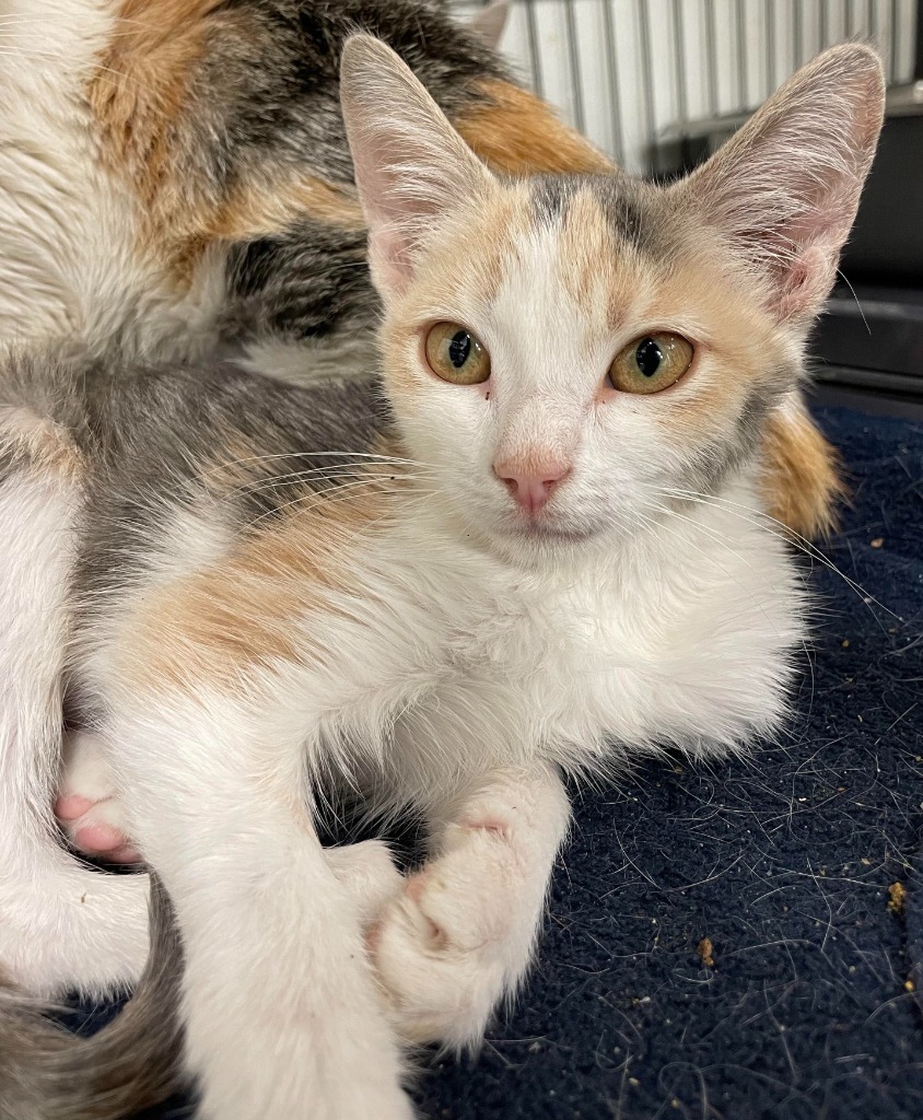 Samantha, an adoptable Domestic Short Hair in Rock Springs, WY, 82901 | Photo Image 2