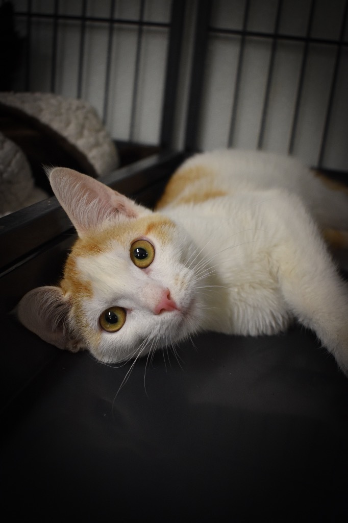 Darrin, an adoptable Domestic Short Hair in Rock Springs, WY, 82901 | Photo Image 1