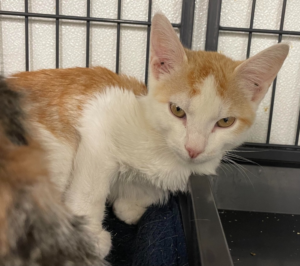 Darrin, an adoptable Domestic Short Hair in Rock Springs, WY, 82901 | Photo Image 2