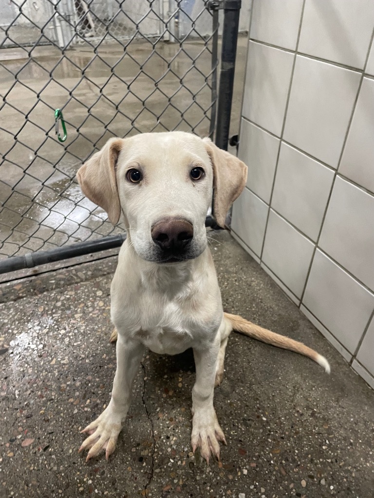 Lurch, an adoptable Labrador Retriever, Mixed Breed in Rock Springs, WY, 82901 | Photo Image 1