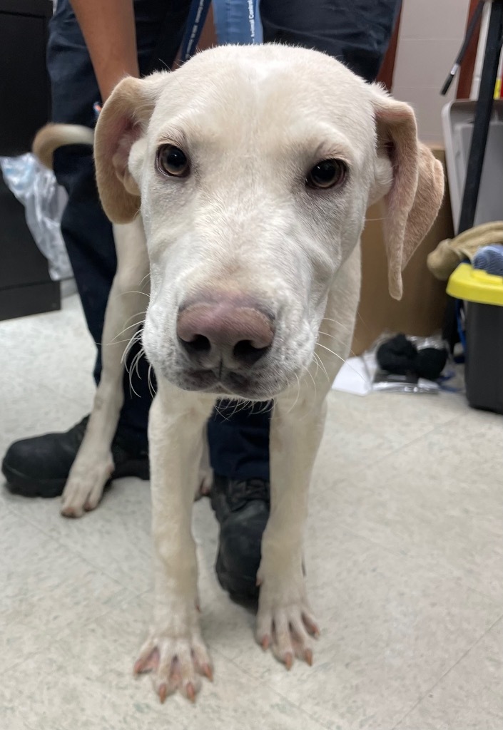 Lurch, an adoptable Labrador Retriever, Mixed Breed in Rock Springs, WY, 82901 | Photo Image 2