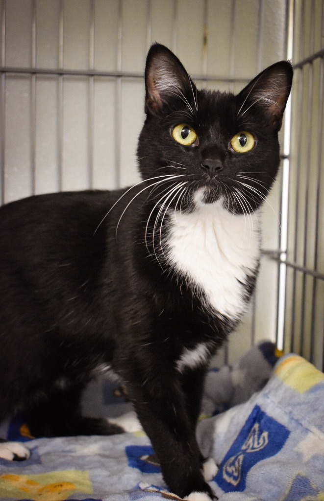 Wednesday, an adoptable Domestic Short Hair in Rock Springs, WY, 82901 | Photo Image 1