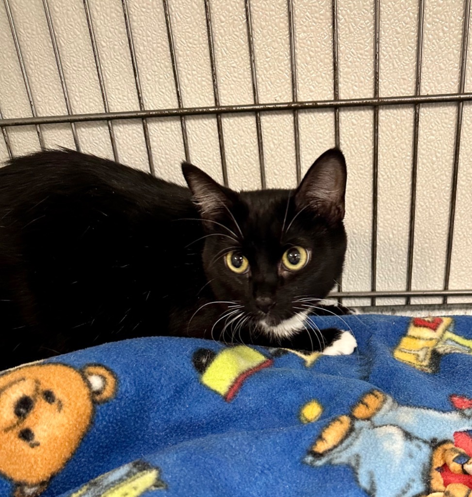 Wednesday, an adoptable Domestic Short Hair in Rock Springs, WY, 82901 | Photo Image 2