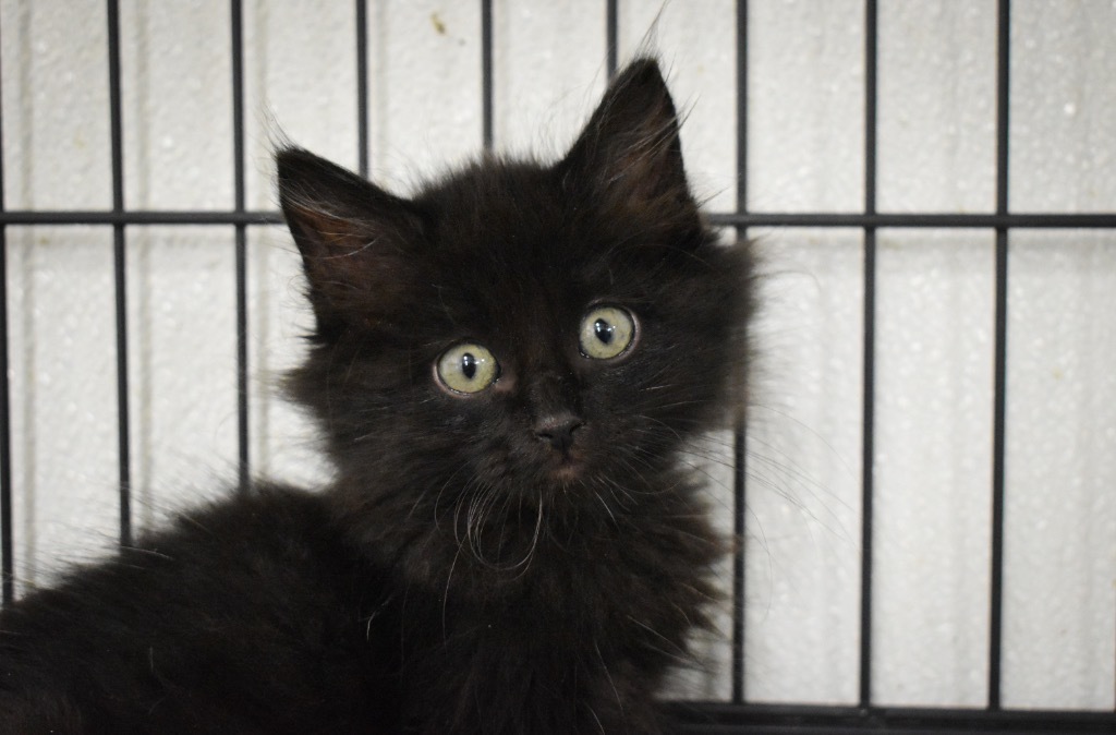 Larry Tate, an adoptable Domestic Short Hair in Rock Springs, WY, 82901 | Photo Image 1