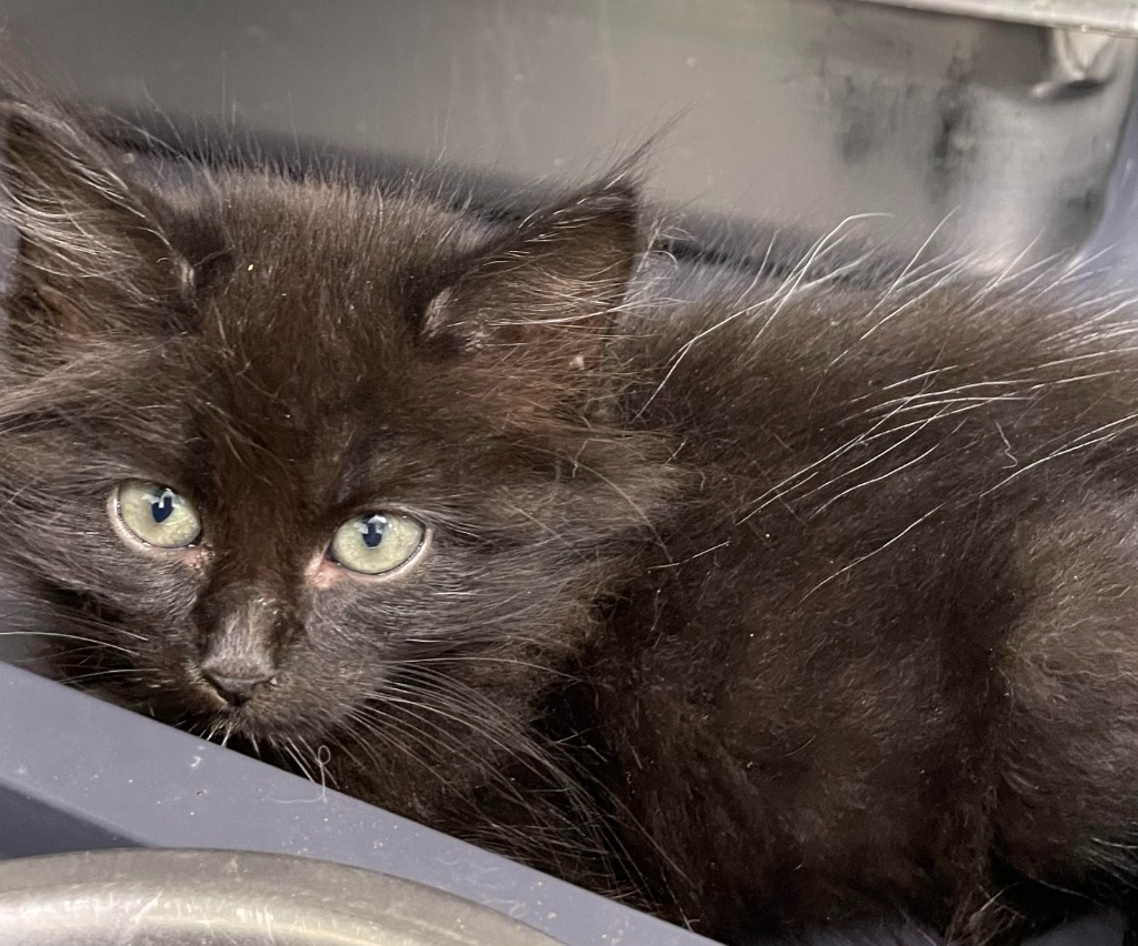 Larry Tate, an adoptable Domestic Short Hair in Rock Springs, WY, 82901 | Photo Image 2