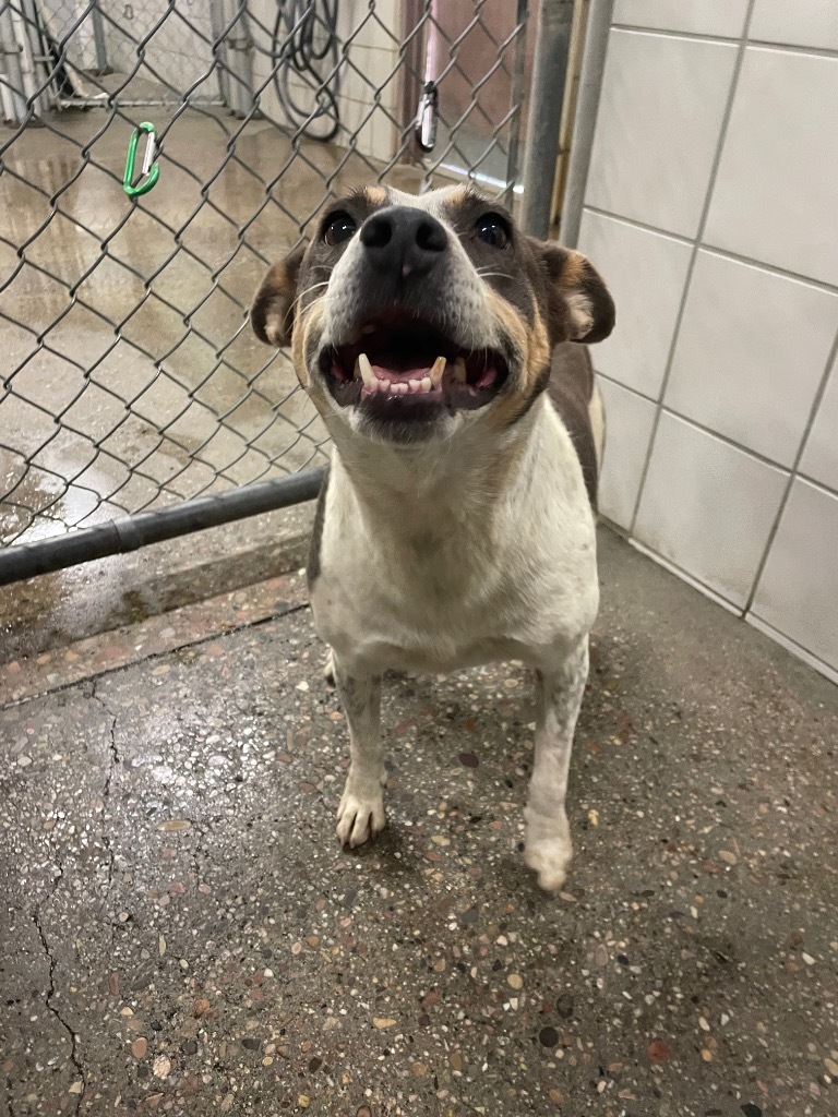 Milly, an adoptable Australian Cattle Dog / Blue Heeler in Rock Springs, WY, 82901 | Photo Image 1