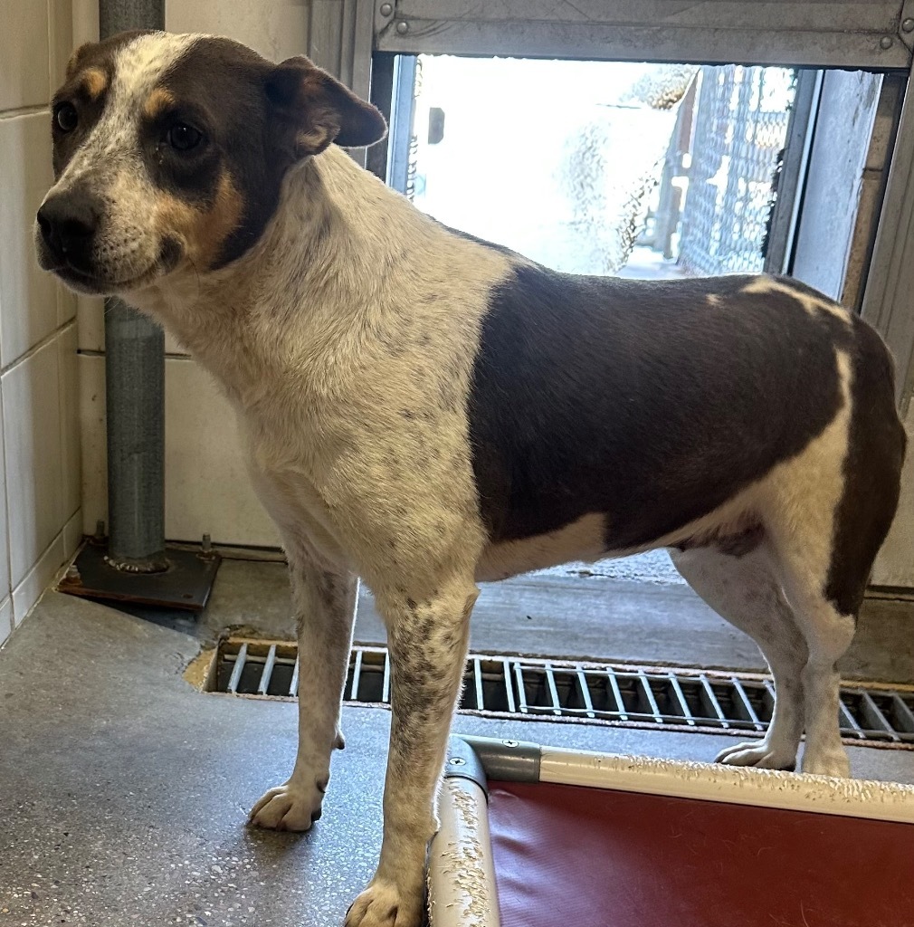 Milly, an adoptable Australian Cattle Dog / Blue Heeler in Rock Springs, WY, 82901 | Photo Image 2