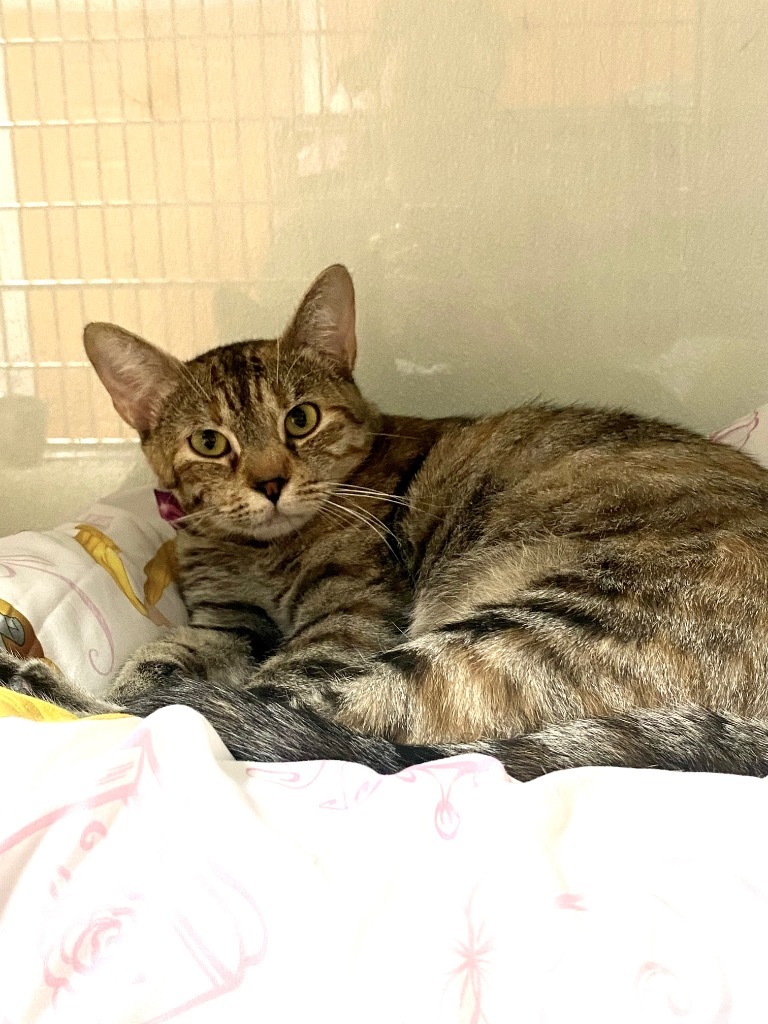 Shirley Cat, an adoptable Domestic Short Hair in Fort Lupton, CO, 80621 | Photo Image 1
