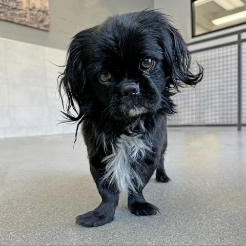 LL Drool J, an adoptable Mixed Breed in Hailey, ID, 83333 | Photo Image 1