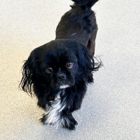 LL Drool J, an adoptable Mixed Breed in Hailey, ID, 83333 | Photo Image 3