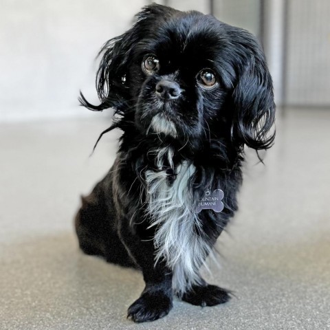 LL Drool J, an adoptable Mixed Breed in Hailey, ID, 83333 | Photo Image 4