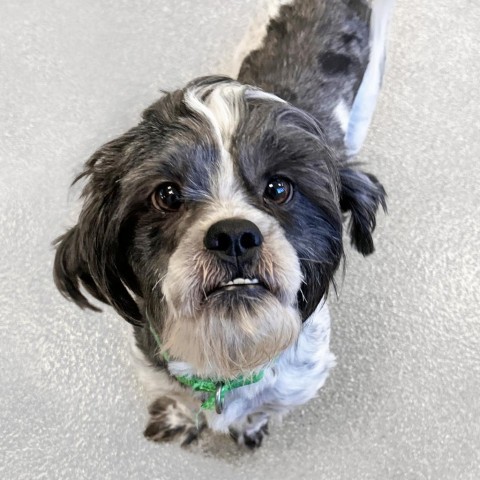 Mr. Bubbles, an adoptable Mixed Breed in Hailey, ID, 83333 | Photo Image 1