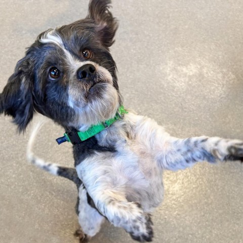 Mr. Bubbles, an adoptable Mixed Breed in Hailey, ID, 83333 | Photo Image 2