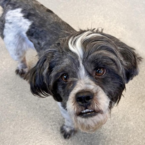 Mr. Bubbles, an adoptable Mixed Breed in Hailey, ID, 83333 | Photo Image 3