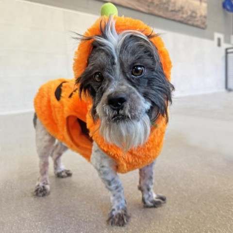 Mr. Bubbles, an adoptable Mixed Breed in Hailey, ID, 83333 | Photo Image 4