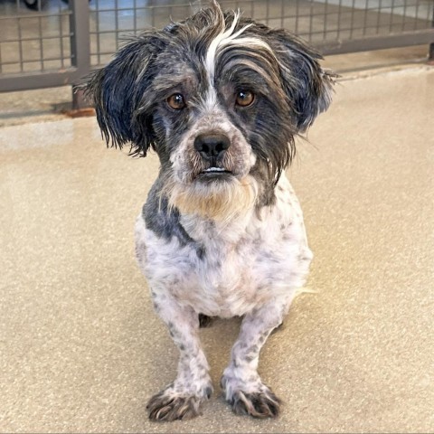 Mr. Bubbles, an adoptable Mixed Breed in Hailey, ID, 83333 | Photo Image 5