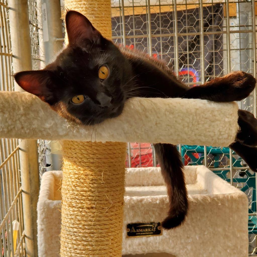 Kanga, an adoptable Domestic Short Hair in Taos, NM, 87571 | Photo Image 1