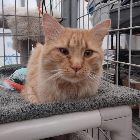 Aslan, an adoptable Domestic Long Hair in Taos, NM, 87571 | Photo Image 1