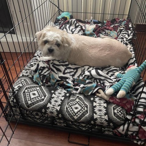 Charlie 2.0, an adoptable Bichon Frise, Shih Tzu in Bismarck, ND, 58507 | Photo Image 1