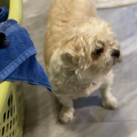 Charlie 2.0, an adoptable Bichon Frise, Shih Tzu in Bismarck, ND, 58507 | Photo Image 3