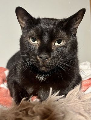 Jeffrey, Adult Male Domestic Short Hair