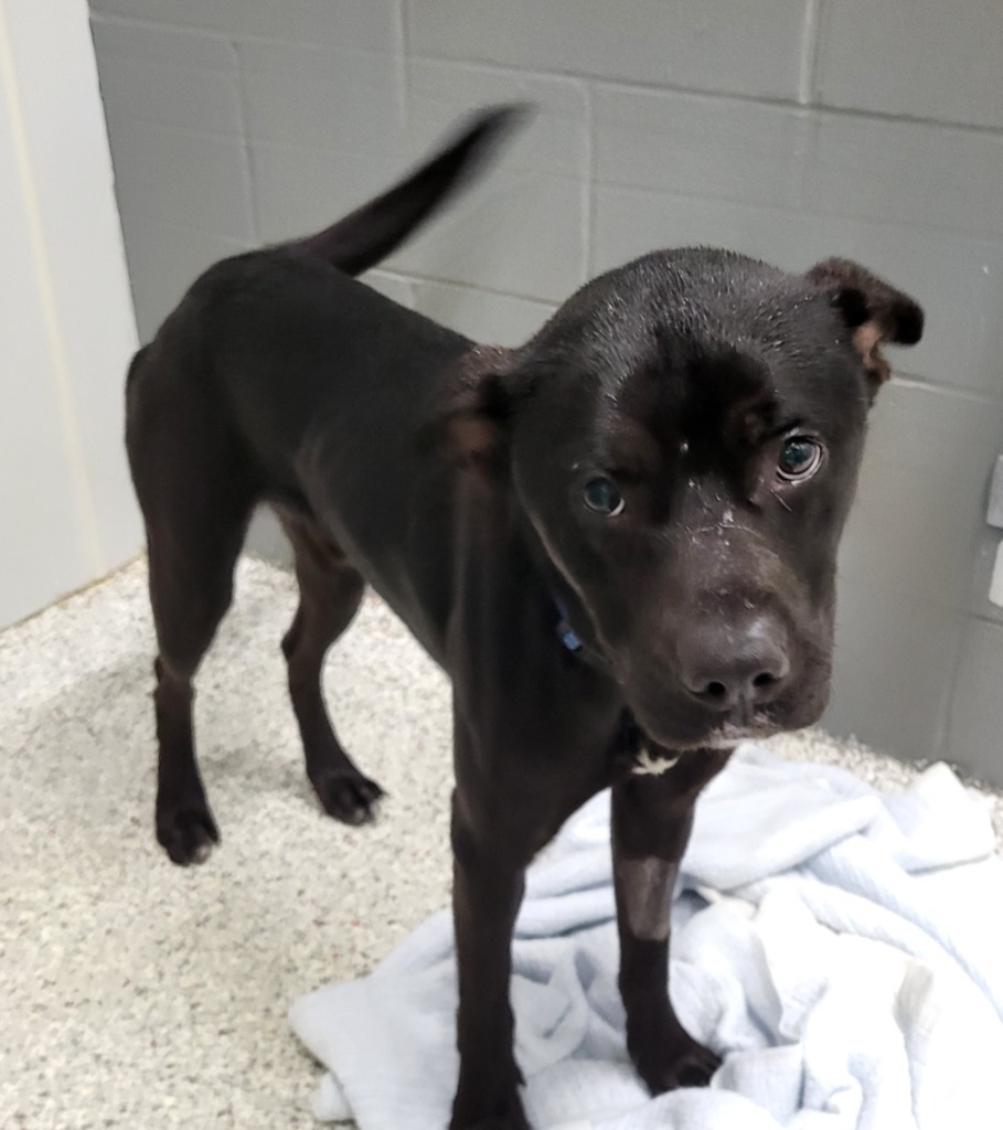 Arrow, an adoptable Labrador Retriever in Medford, WI, 54451 | Photo Image 1