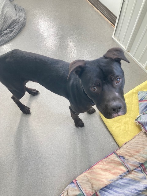 Arrow, an adoptable Labrador Retriever in Medford, WI, 54451 | Photo Image 2