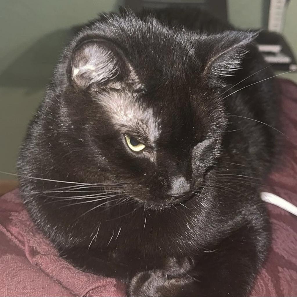 Blair (Lyndee), an adoptable Domestic Short Hair in Rochester, MN, 55903 | Photo Image 1