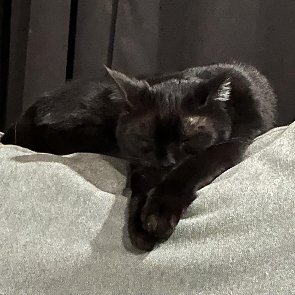 Blair (Lyndee), an adoptable Domestic Short Hair in Rochester, MN, 55903 | Photo Image 2