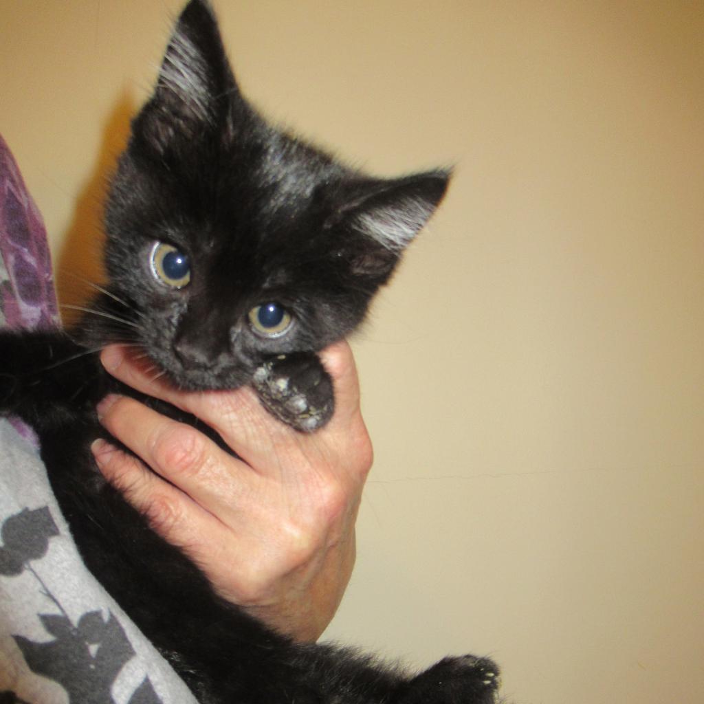 Blair (Lyndee), an adoptable Domestic Short Hair in Rochester, MN, 55903 | Photo Image 3