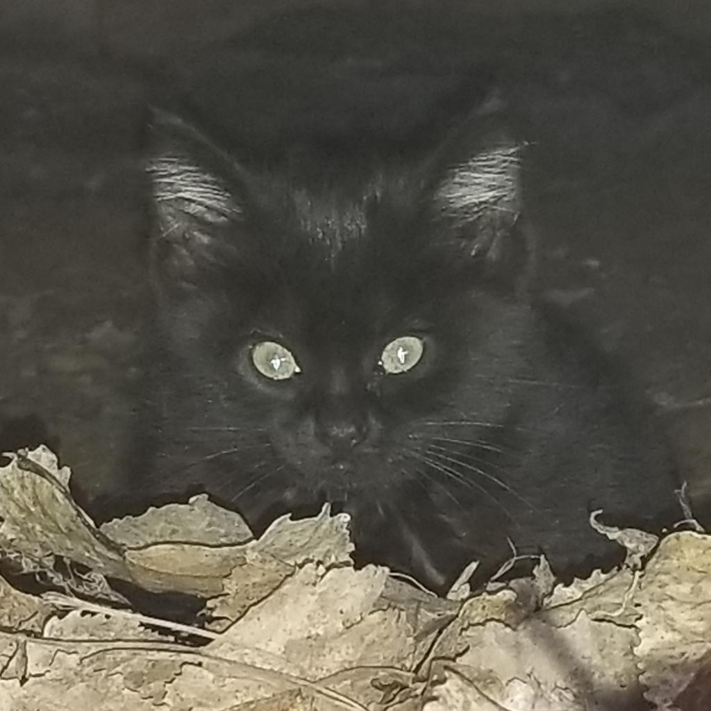 Blair (Lyndee), an adoptable Domestic Short Hair in Rochester, MN, 55903 | Photo Image 4