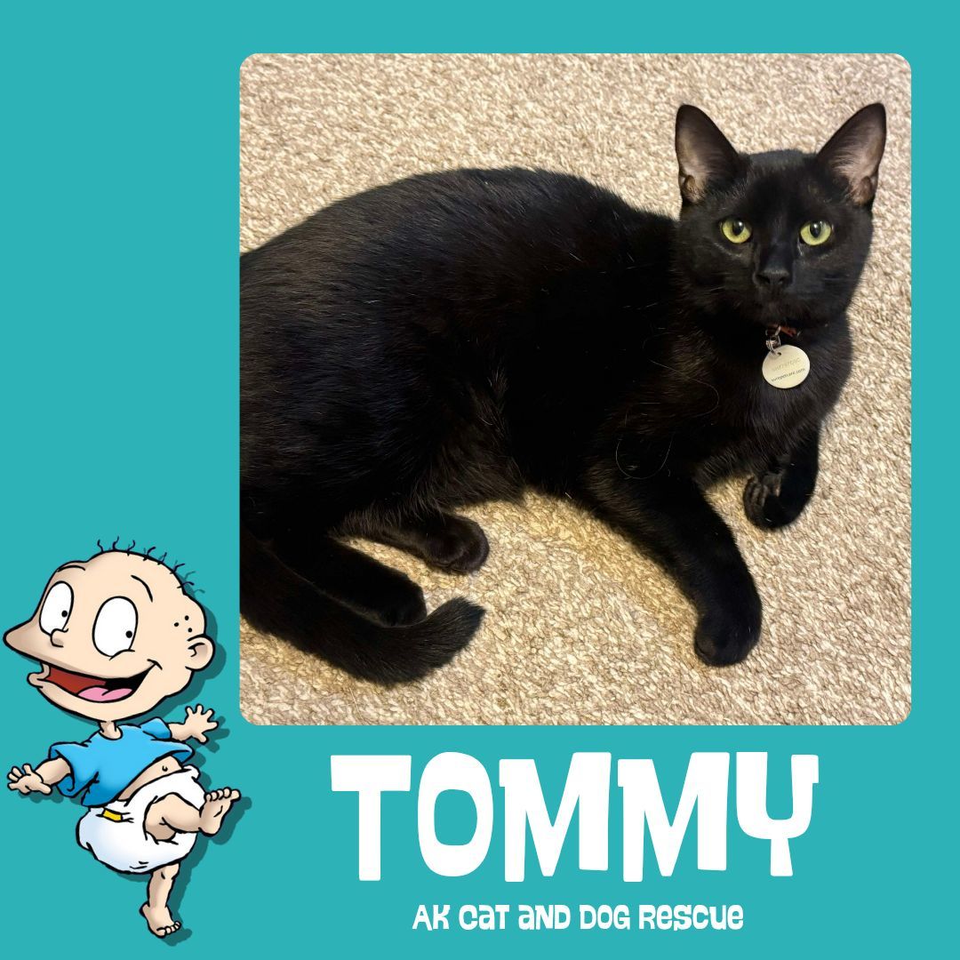 Tommy, an adoptable Domestic Short Hair in Wasilla, AK, 99654 | Photo Image 1