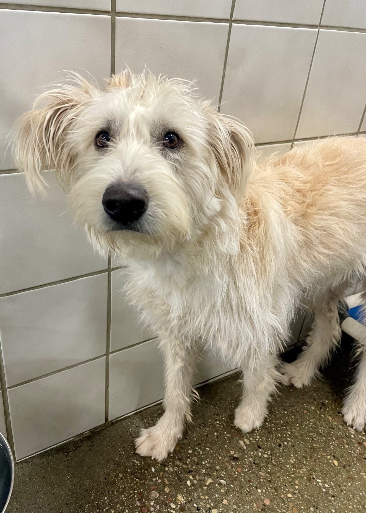 Peep, an adoptable Mixed Breed in Rock Springs, WY, 82901 | Photo Image 1