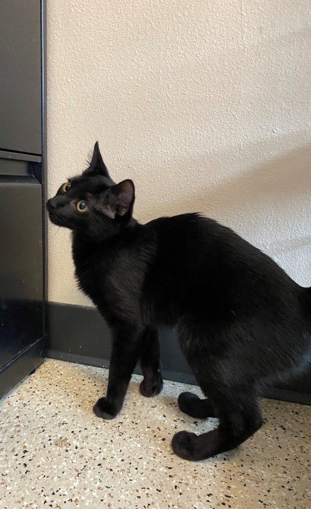 Cat for adoption Honey PetSmart Hillsboro, a Domestic Short Hair Mix