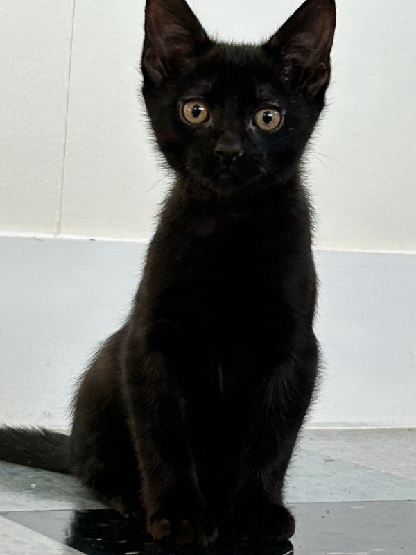 Cat for adoption Rafael, a Domestic Short Hair Mix in Salt Lake City