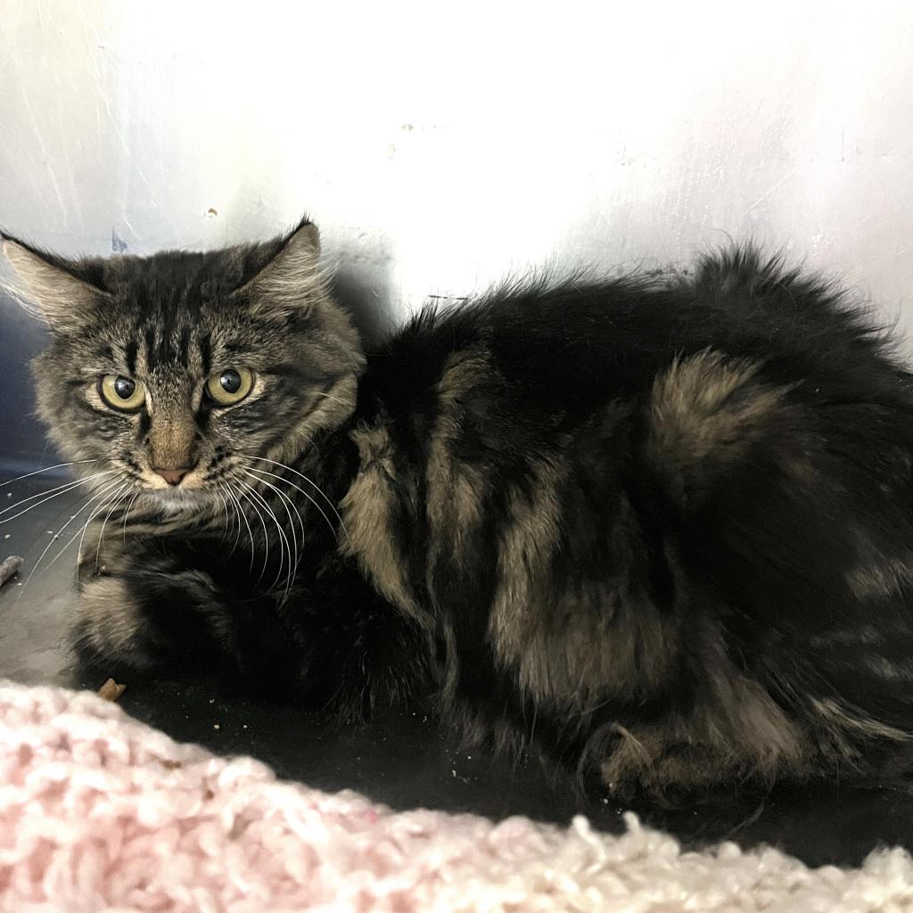 Lily, an adoptable Domestic Long Hair in Idaho Falls, ID, 83402 | Photo Image 1