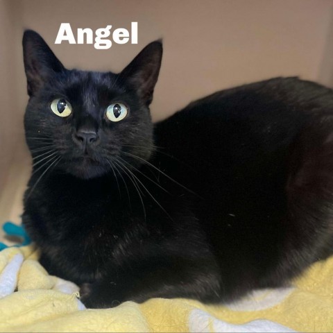 Angel 240758, an adoptable Domestic Short Hair in Escanaba, MI, 49829 | Photo Image 1