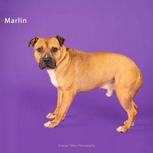 Marlin, Adult Male Mixed Breed