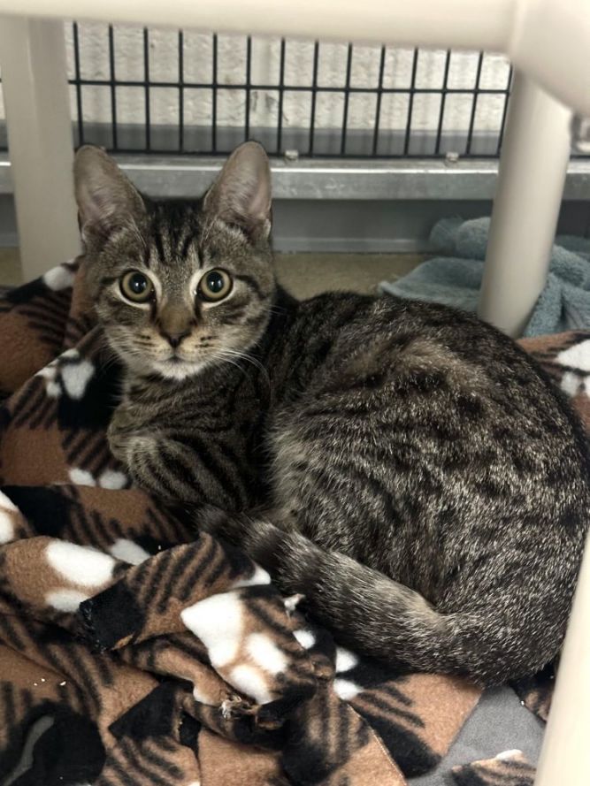 Cat for adoption Milo, a Domestic Short Hair in Alexandria, VA