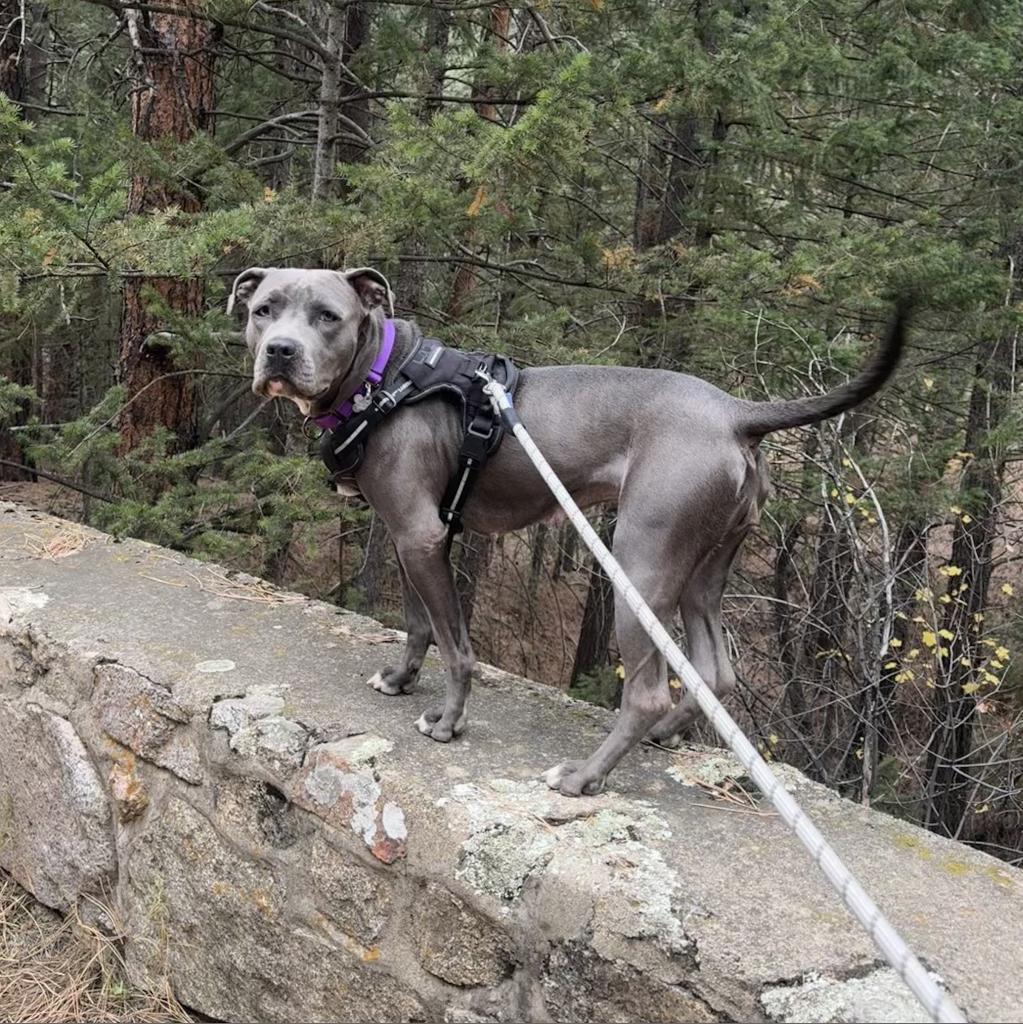 Moondance, an adoptable Pit Bull Terrier, Mixed Breed in Fort Collins, CO, 80526 | Photo Image 1