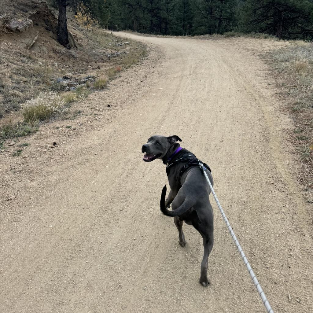 Moondance, an adoptable Pit Bull Terrier, Mixed Breed in Fort Collins, CO, 80526 | Photo Image 4