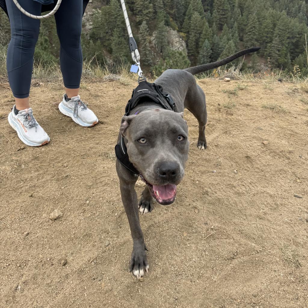 Moondance, an adoptable Pit Bull Terrier, Mixed Breed in Fort Collins, CO, 80526 | Photo Image 5