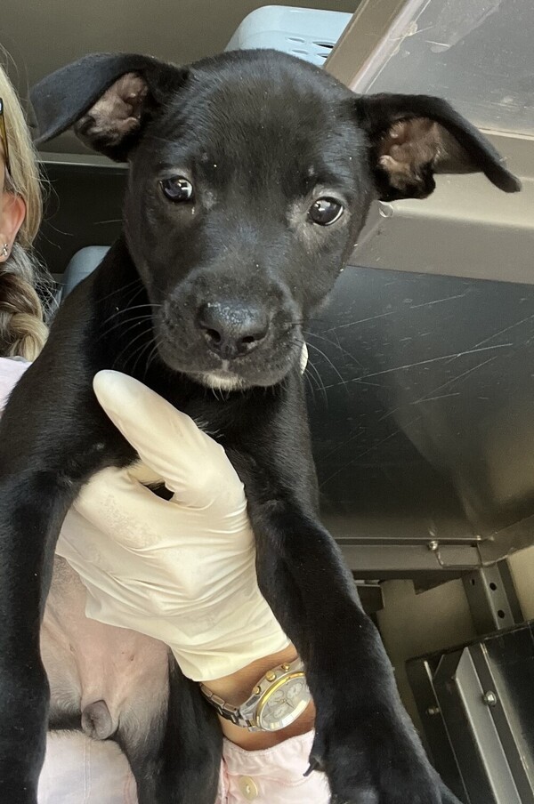 Dog for adoption Cherry, a Mixed Breed in Milpitas, CA Petfinder