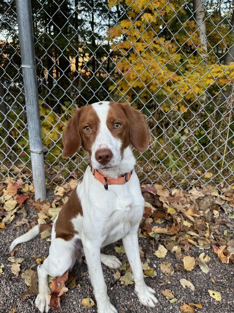 Mikey, an adoptable Brittany Spaniel, Mixed Breed in Houghton, MI, 49931 | Photo Image 1