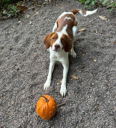 Mikey, an adoptable Brittany Spaniel, Mixed Breed in Houghton, MI, 49931 | Photo Image 2